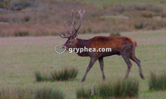 La reproduction sexuée chez les Vertébrés - Bilan - extrait - gryphea.com